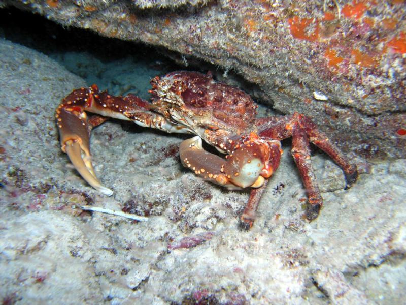 Stone Crab. CancunMexico