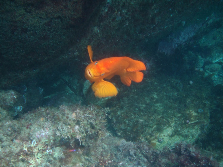 ...see I told you my underwater pix were boring.... or you can think of it as a Phoenix SUNS fish.