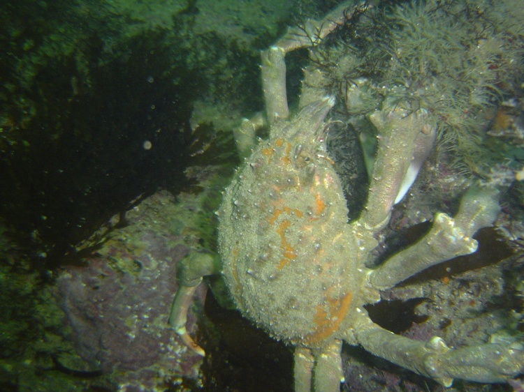 A sheep crab we spotted.