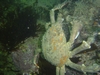 A sheep crab we spotted.