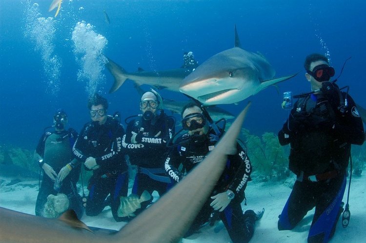 Reef Shark Invading My Space