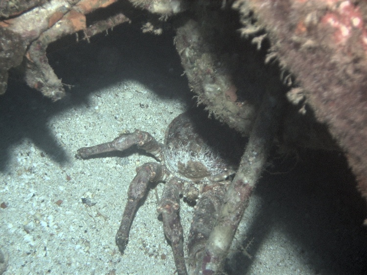 crab peeking out from under C-53