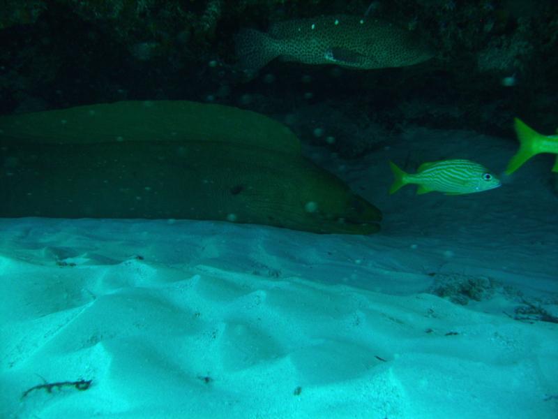 Moray Cozumel