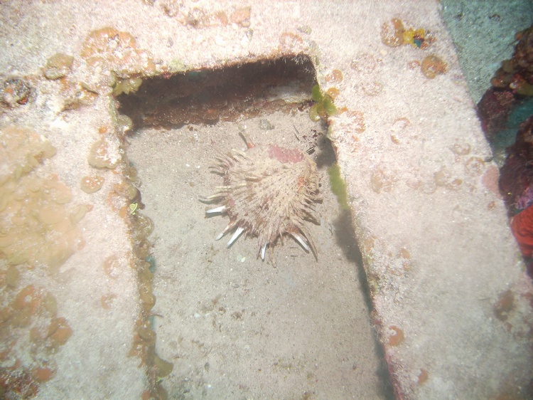 urchin on c-53