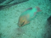 Parrotfish