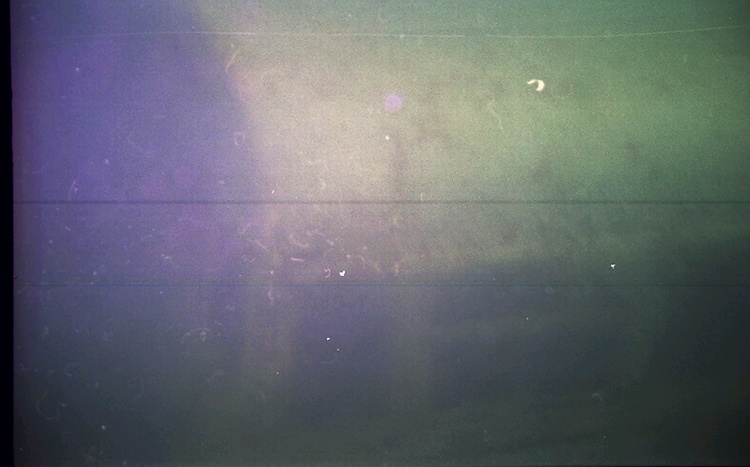 outside if the school bus