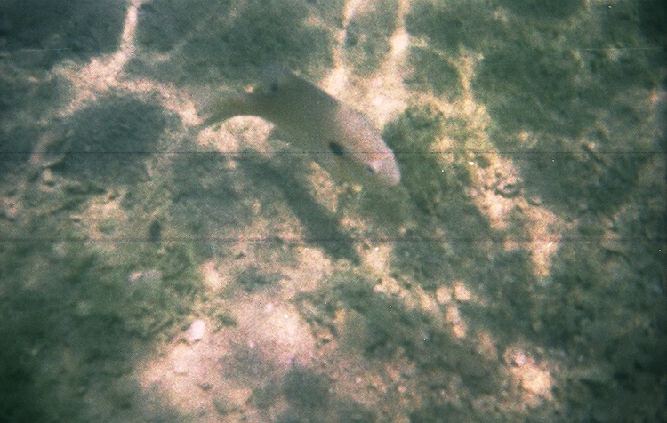 I wonder............