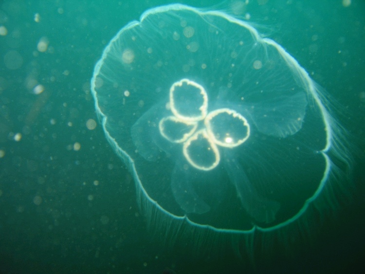 Moon Jellyfish