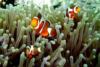 Clown Fish-Philipinnes