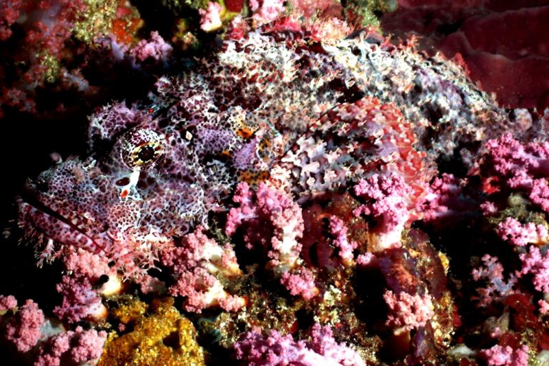 scorpion fish-Philipinnes