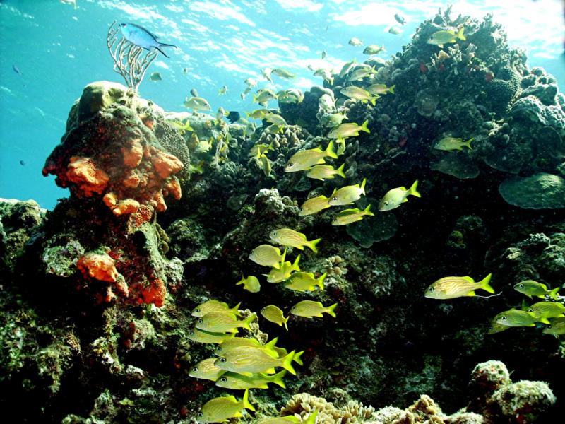 Cozumel