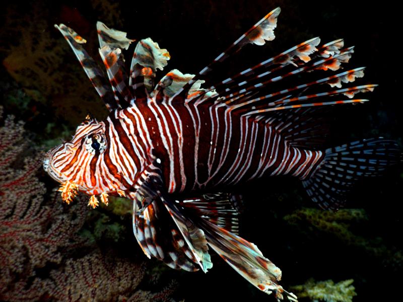 lionfish