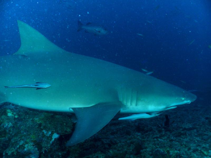 lemon shark