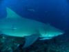 lemon shark