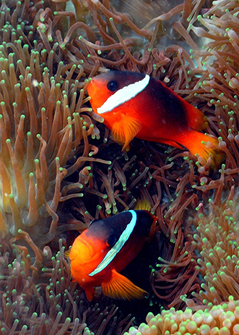 anenome fish-Fiji