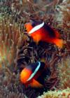 anenome fish-Fiji