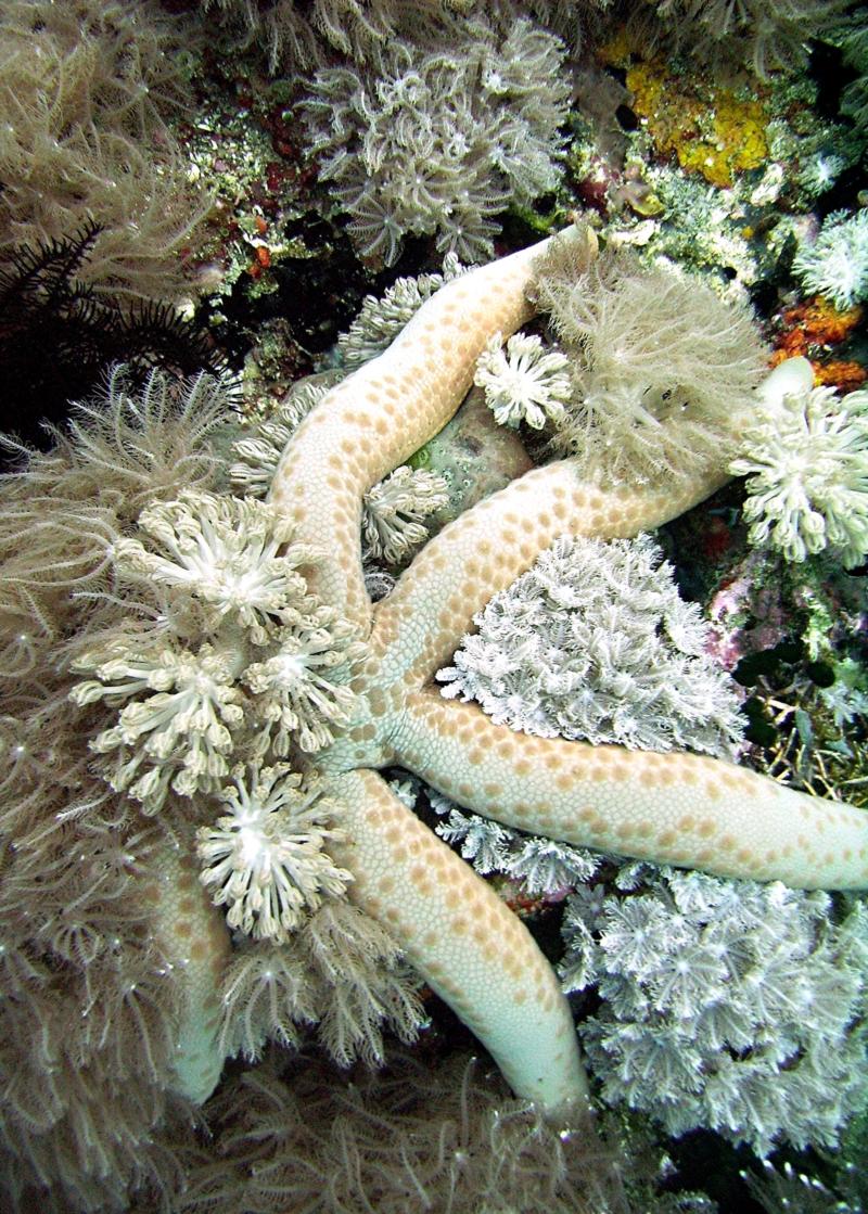 starfish-Philippines