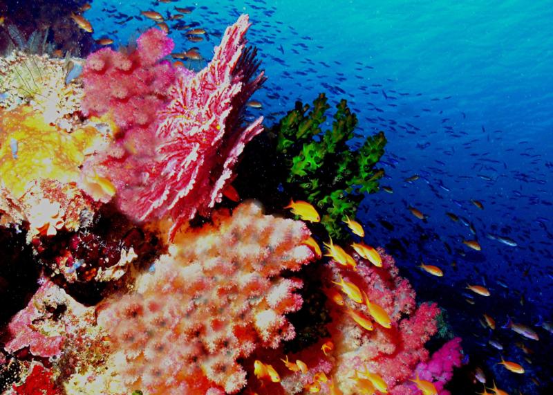 Fiji soft corals