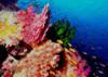 Fiji soft corals