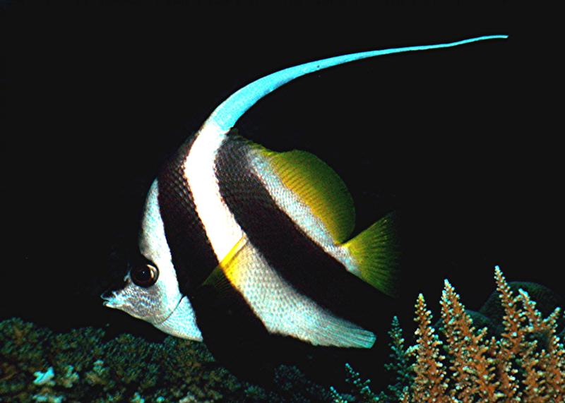 Moorish Idol