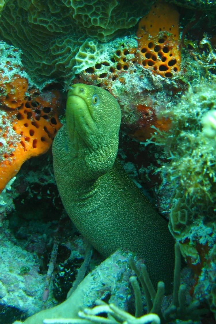 moray eel