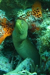 moray eel