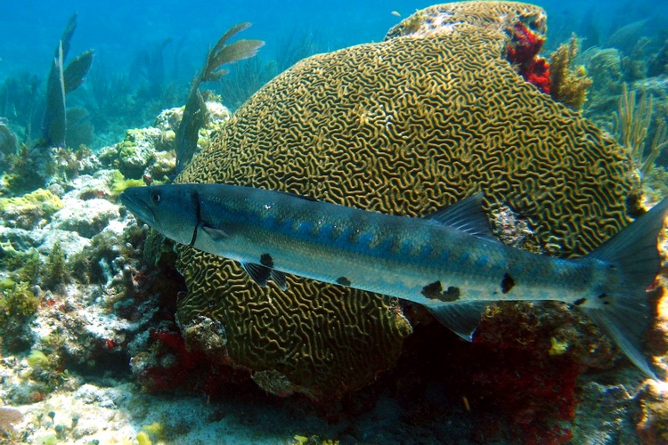 barracuda and brain coral in Cancun Mexico