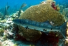 barracuda and brain coral in Cancun Mexico