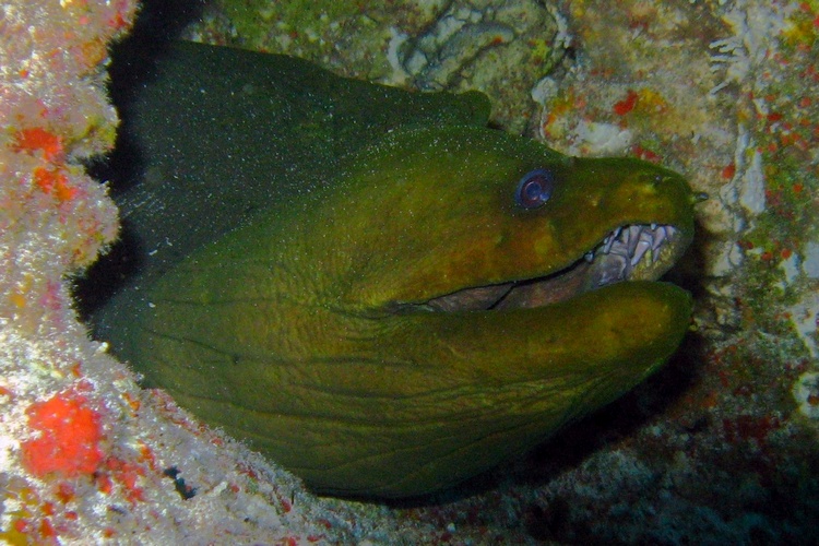 moray eel