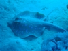 Blue Spotted Stingray - Sharm El Sheikh