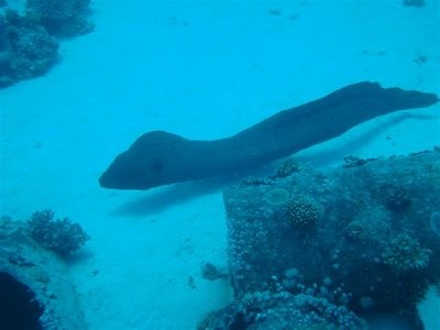 Giant Murrey - Sharm El Sheikh