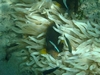 Clown Fish in a Soft Coral - Sharm El Sheikh