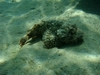 StoneFish - Sharm EL Sheikh