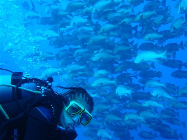 Snapper Sürüsü ve Ben - Sharm El Sheikh