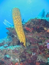 Column Sponge Belize