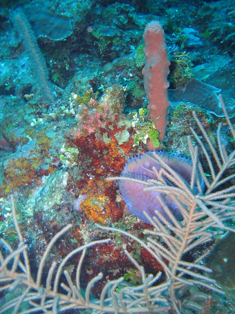 Belize Diving