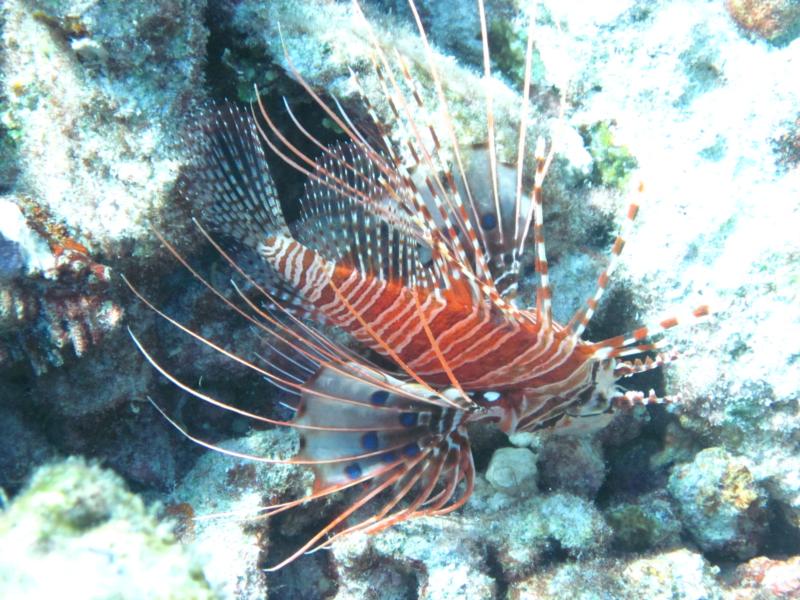 Lionfish