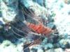 Lionfish