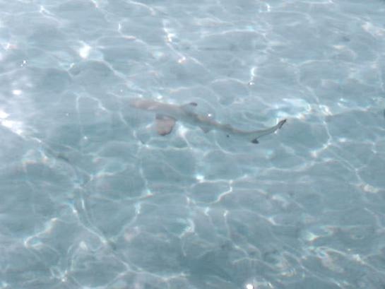 Maldives - Baby shark 