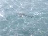 Maldives - Baby shark 