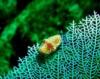 Flamingo Tongue, Tortola