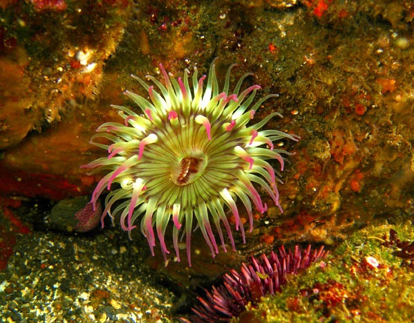 Anemone off Anacapa Island, Channel Islands, CA