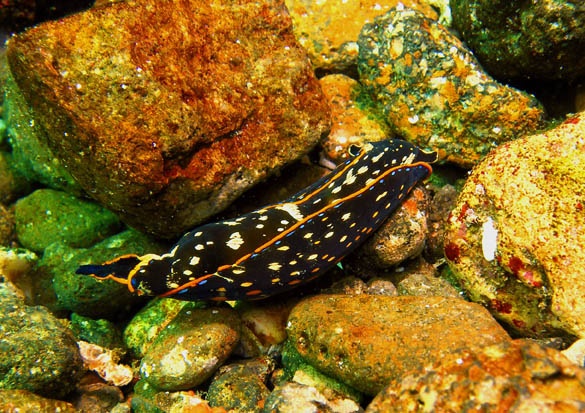 A "Novanax" nudibranch eater