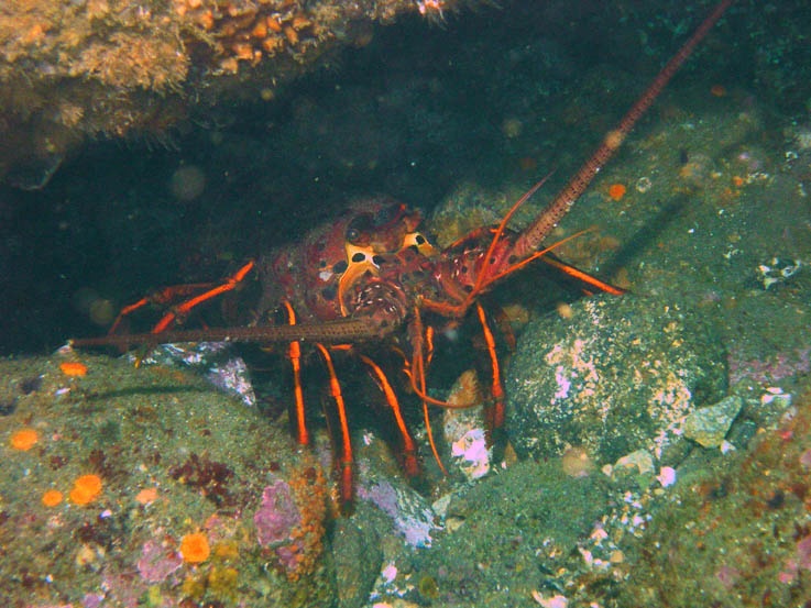 Lobster at Anacapa Island
