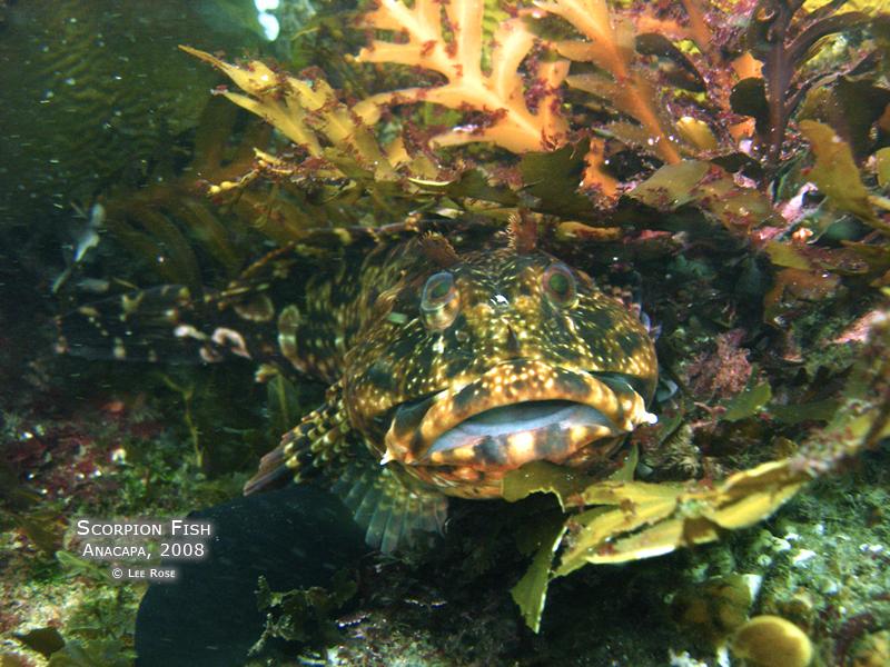 Anacapa, June 08, Scorpionfish