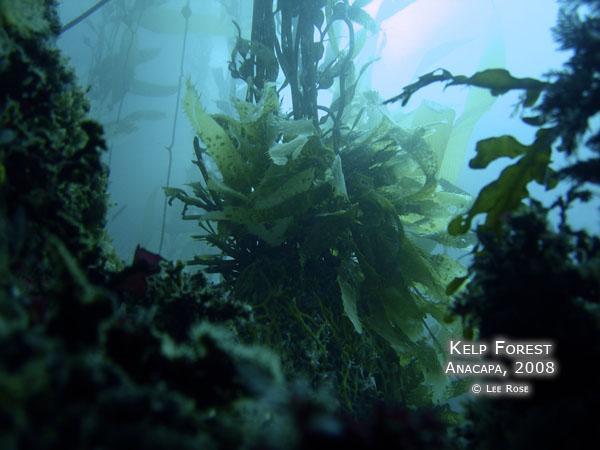 Anacapa, June 08, Kelp