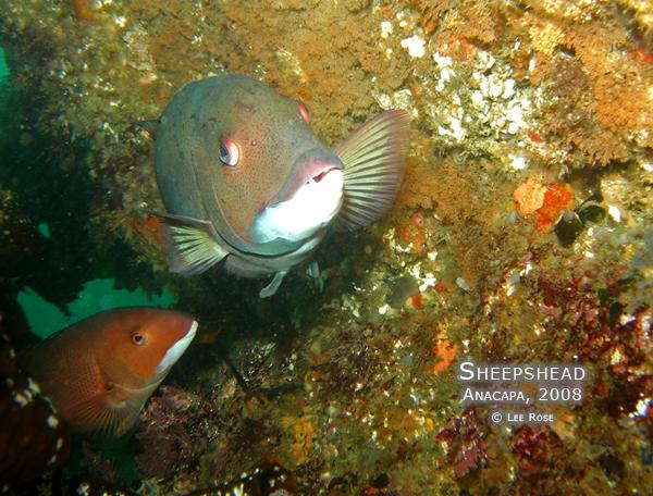 Anacapa, June 08, Sheepshead