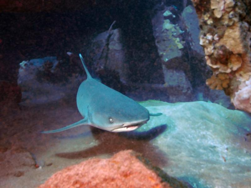 White Tip Reef Shark @ Mala Wharf, Maui