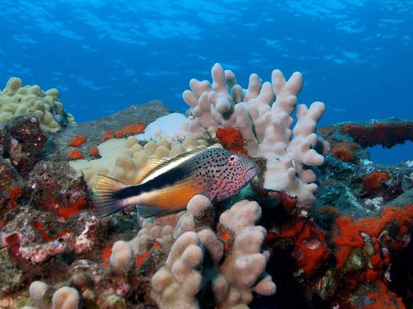 Freckled Hawkfish, Mala Wharf, Maui