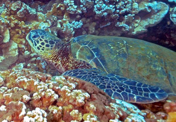 Sea Turtle,  Mala Wharf, Maui